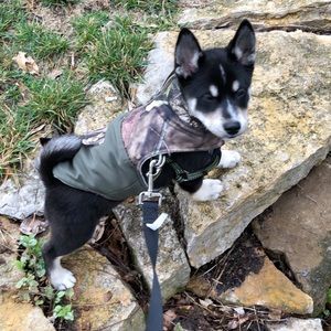 Camo jacket for dog
